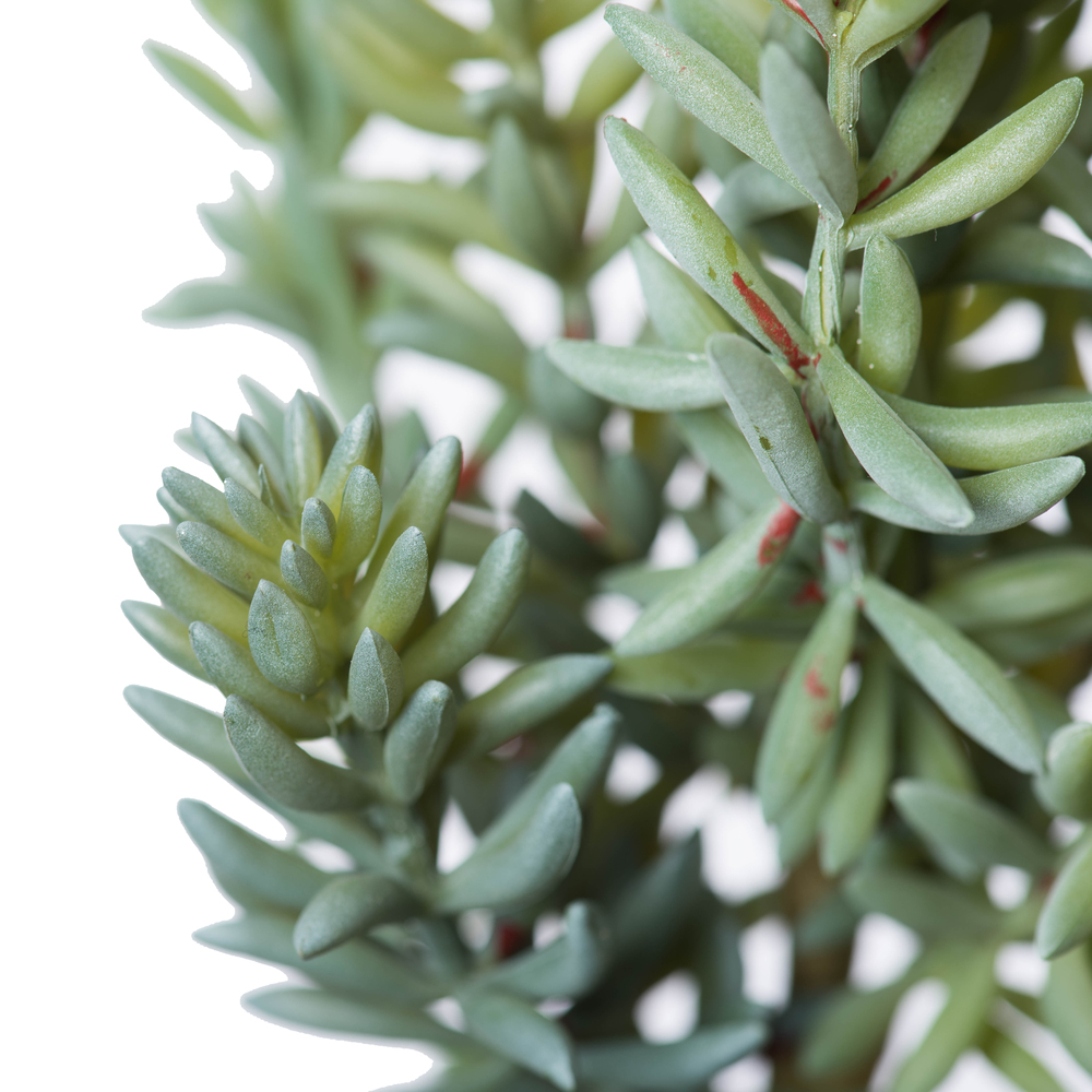 8" Sedum Pick 3/pk