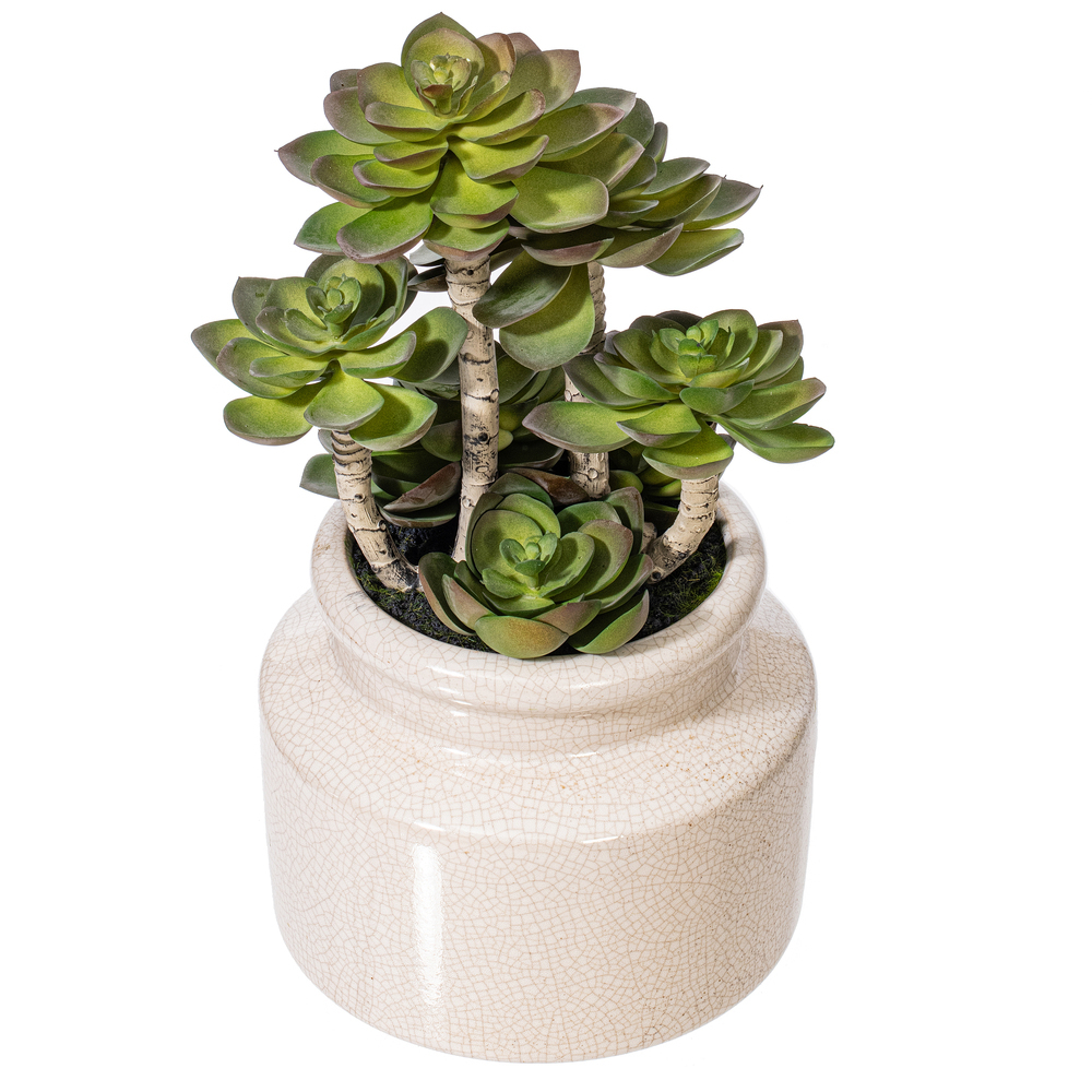 11" Green Succulent in Round Ceramic Pot
