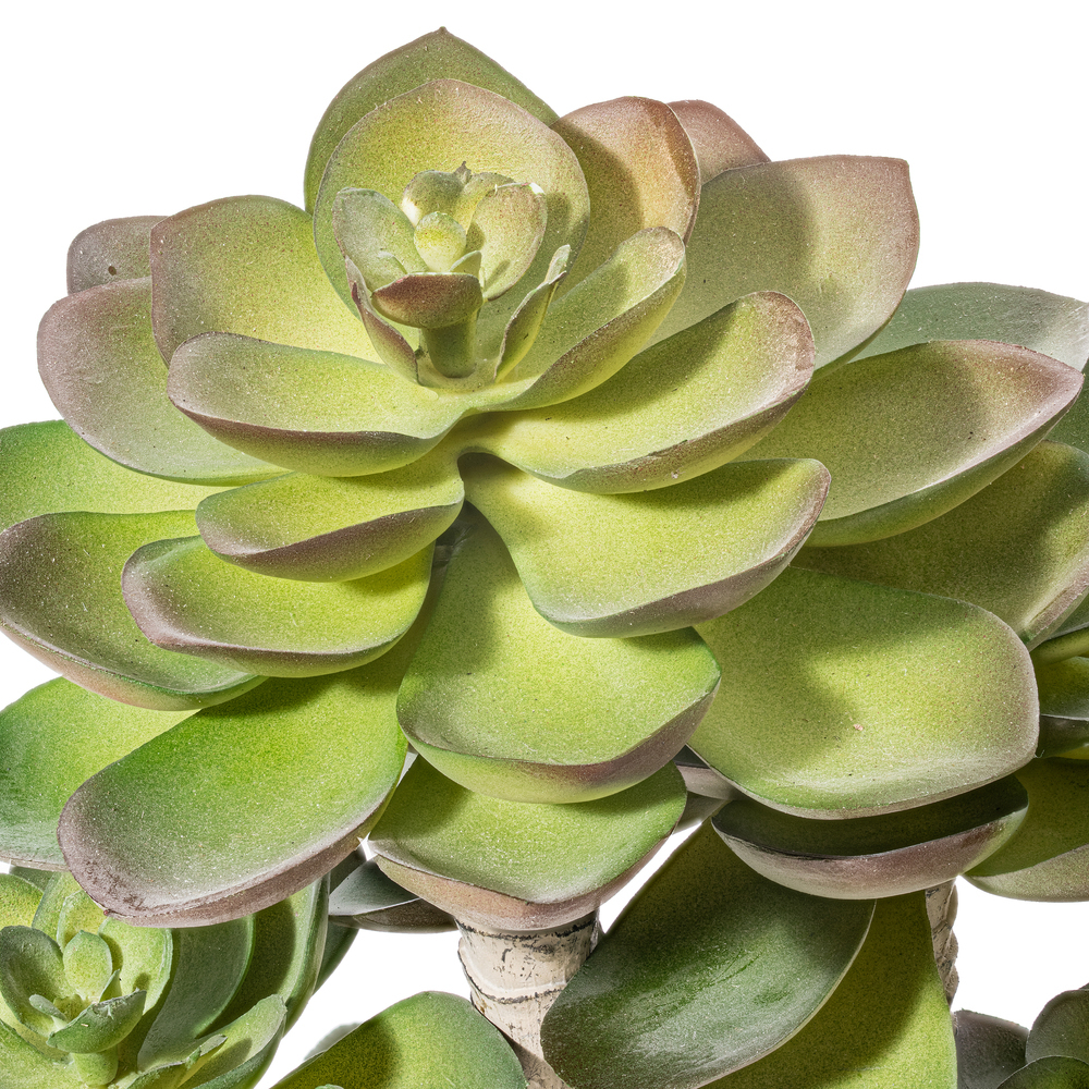 11" Green Succulent in Round Ceramic Pot