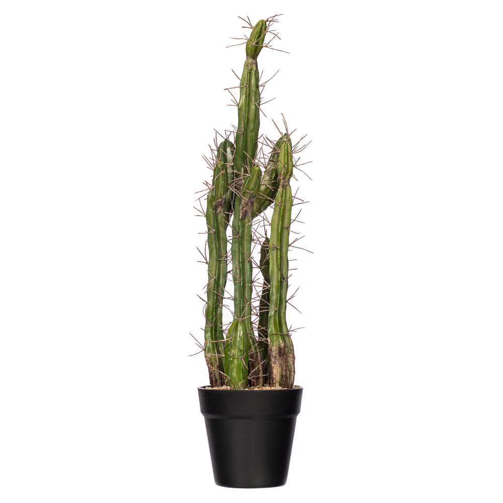 Toothpick Cactus