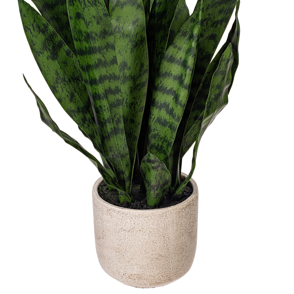 25" Green Snake Plant in Cement Pot