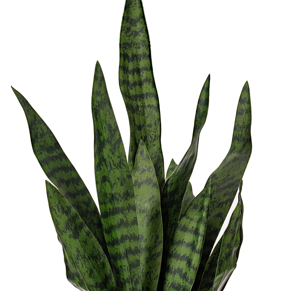 25" Green Snake Plant in Cement Pot