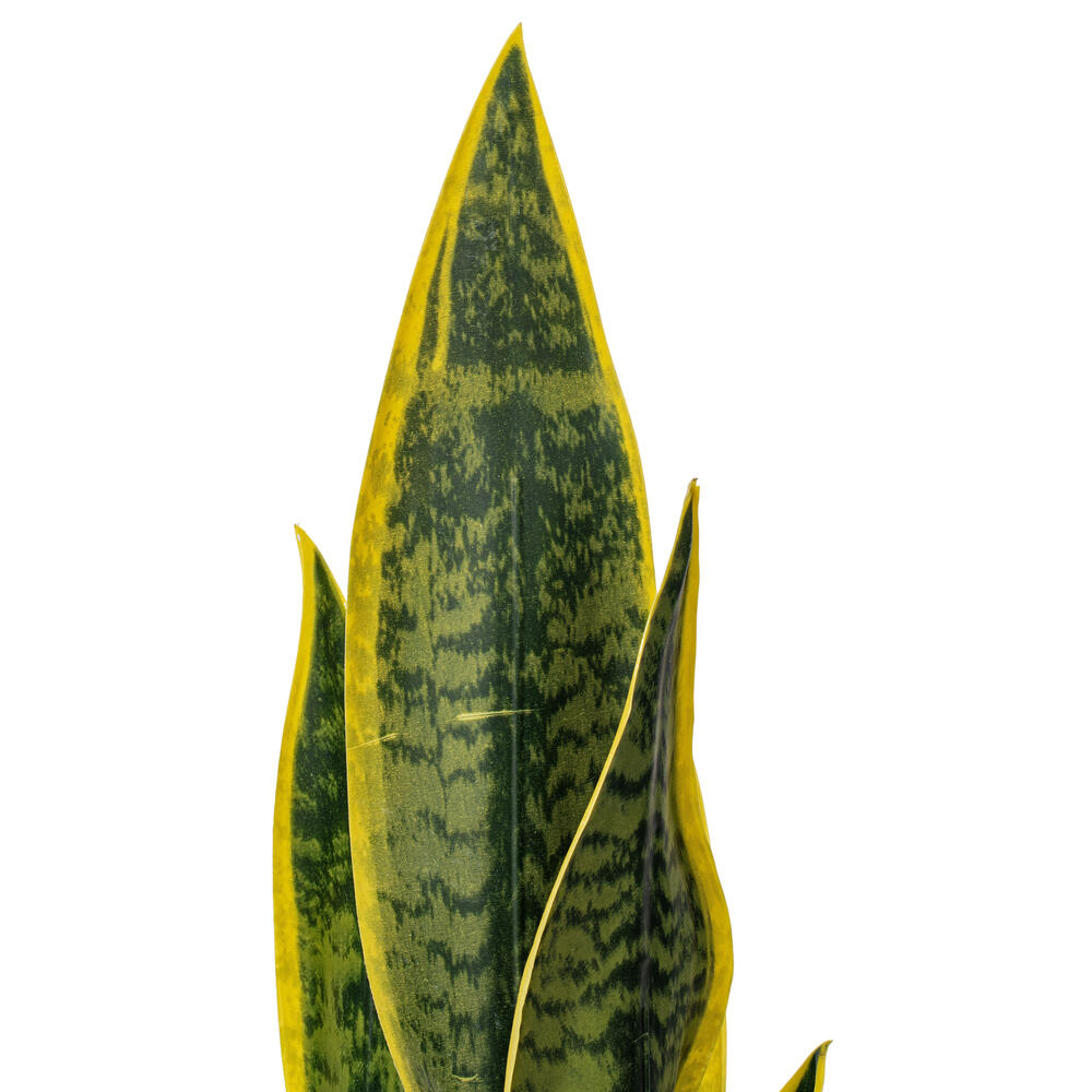 20.5" Green/Yellow Snake Plant Ceramic