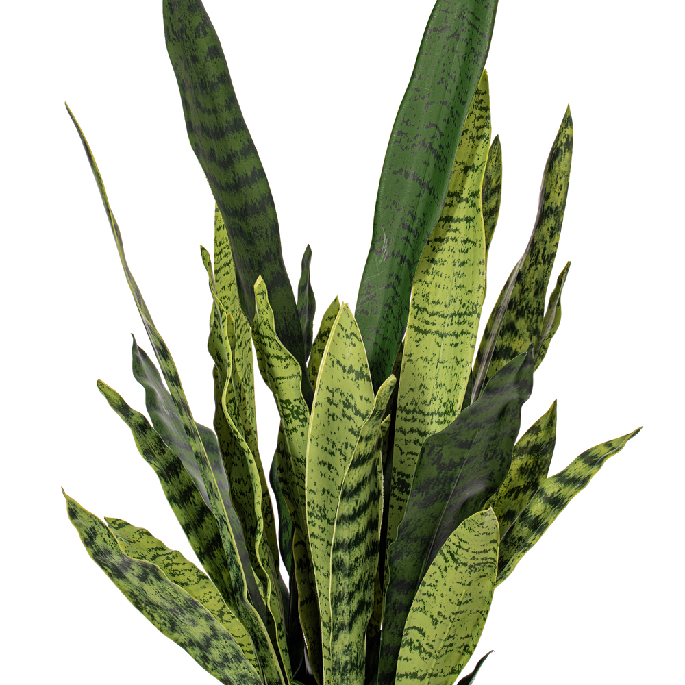 28" Green Snake Plant in Gray Cement Pot