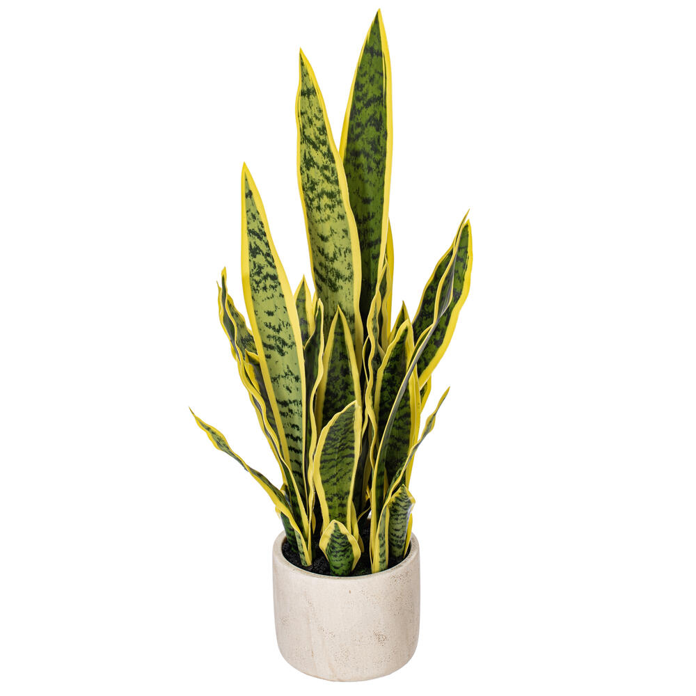 28" Green/Yellow Snake Plant Cement Pot