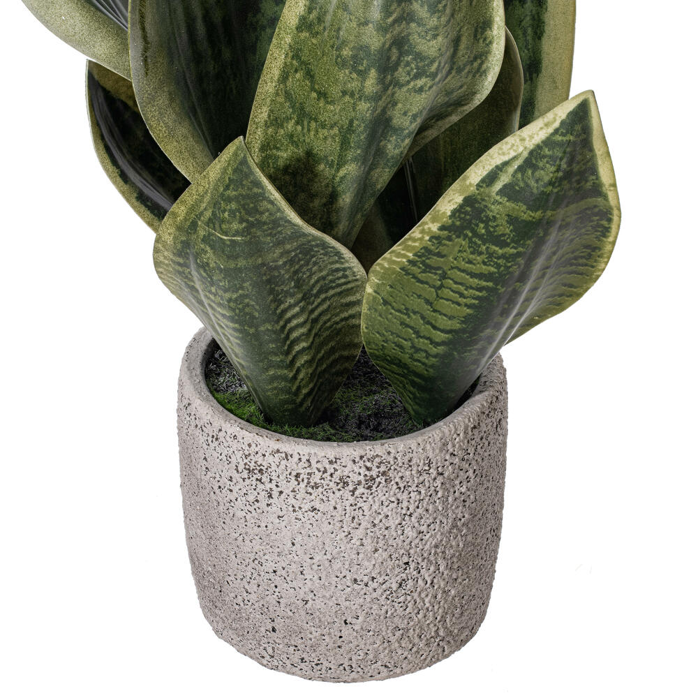 18" Green Snake Plant in Cement Pot