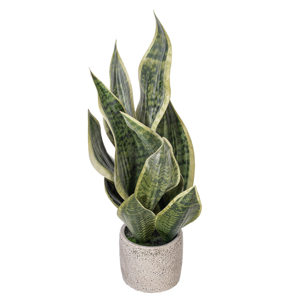 18" Green Snake Plant in Cement Pot