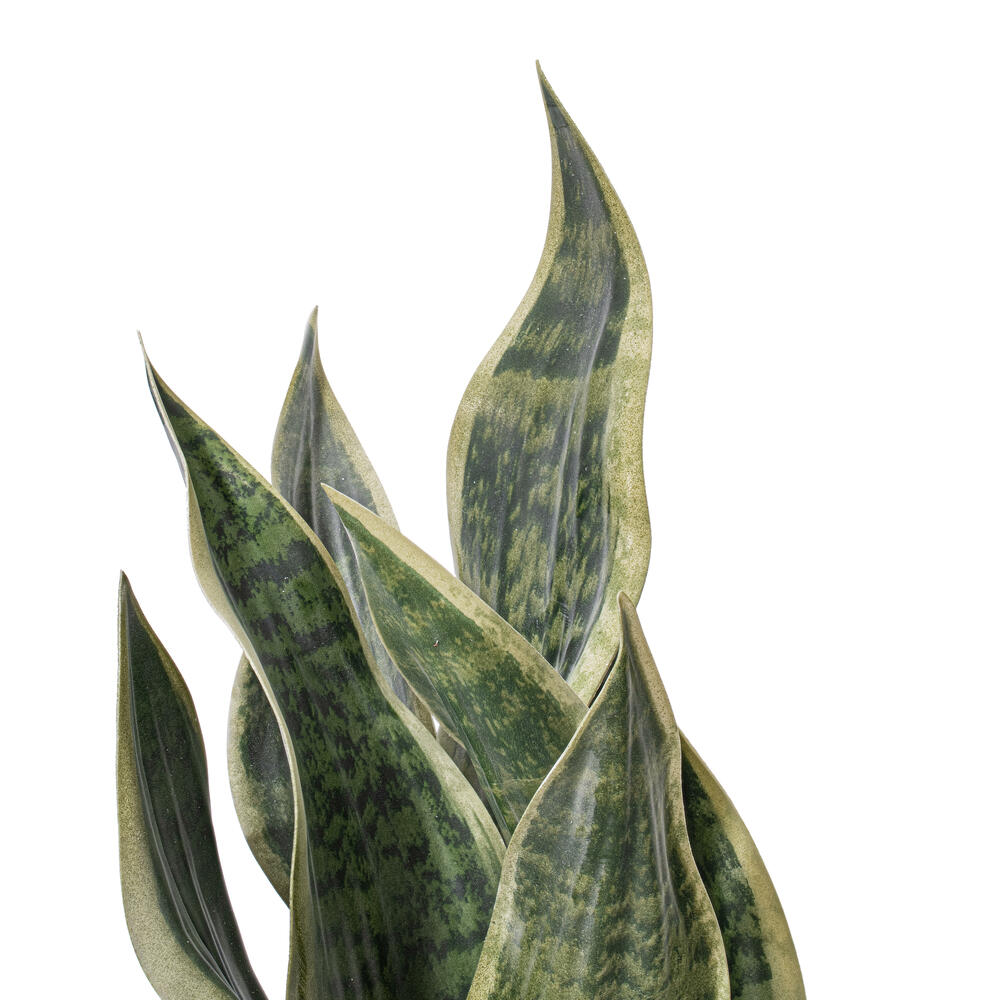 18" Green Snake Plant in Cement Pot