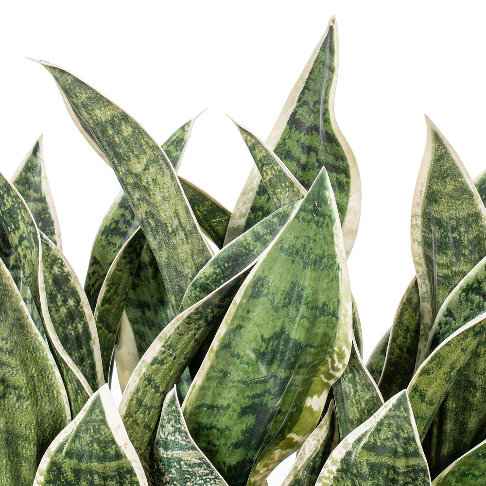 15" Green Snake Plant White Cement Pot