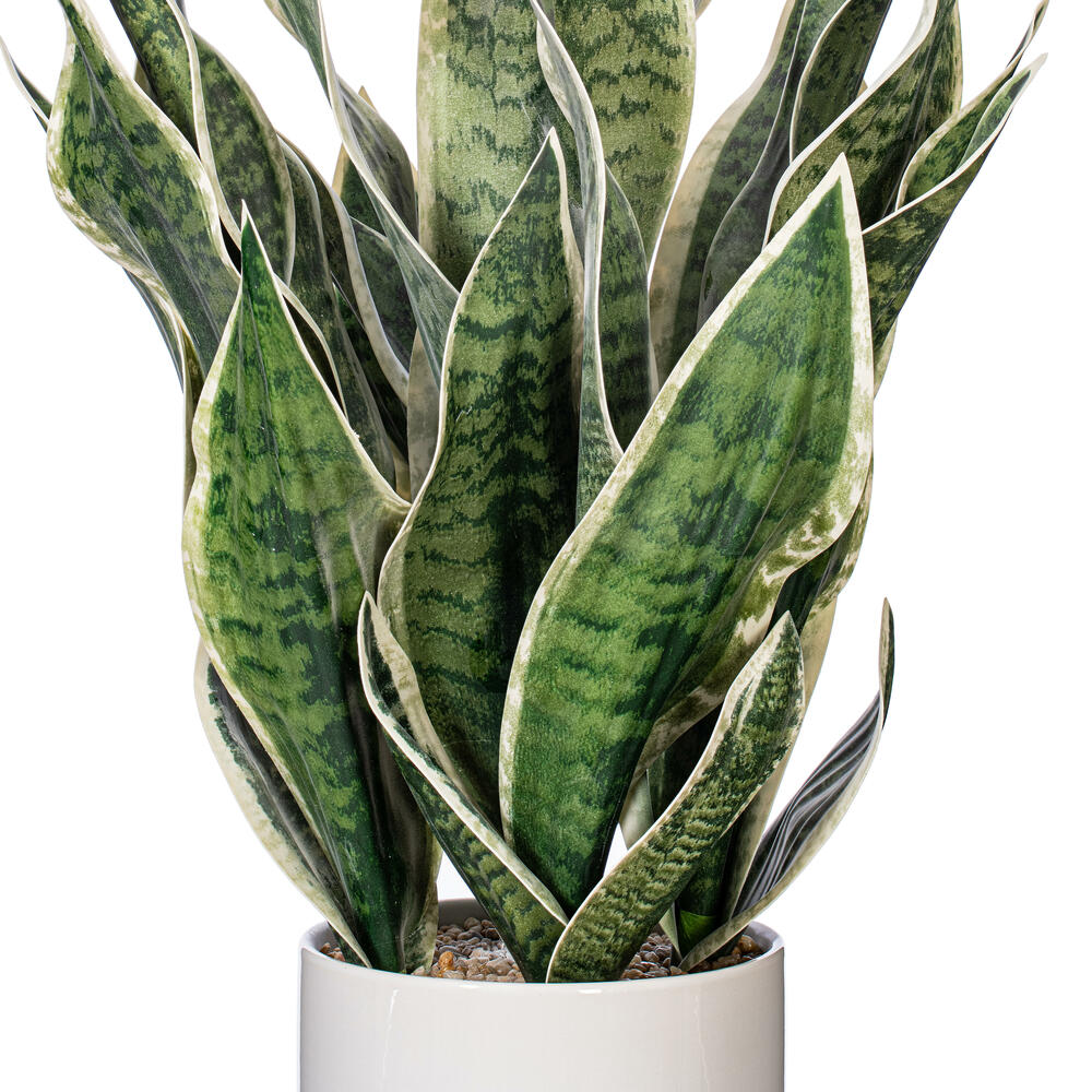 25" Green Snake Plant in Ceramic Pot