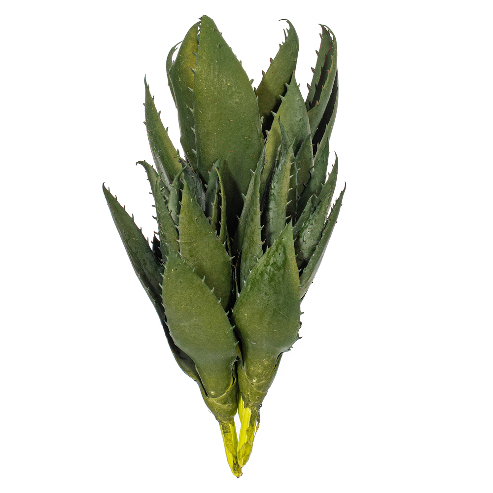 Vickerman Artificial Green Aloe Vera Pick, 3 per Bag.
