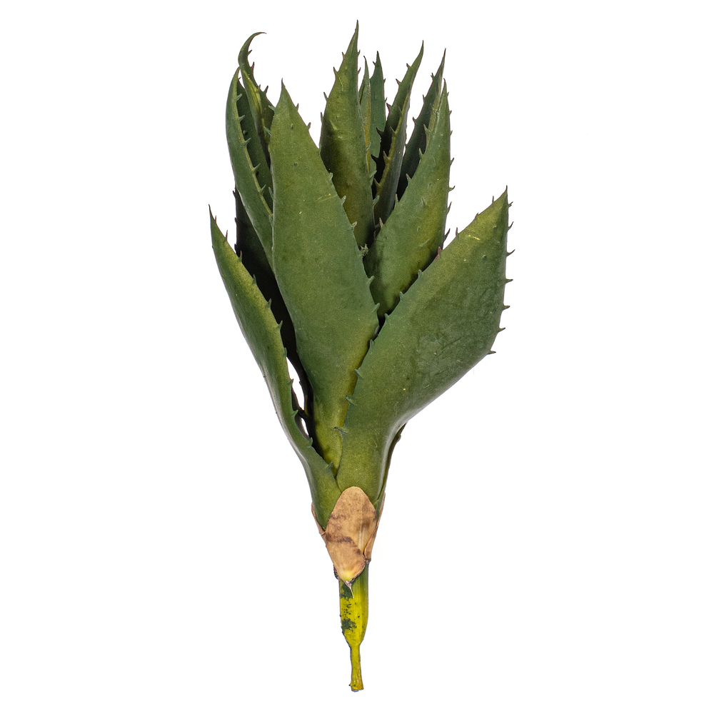 Vickerman Artificial Green Aloe Vera Pick, 2 per Bag.