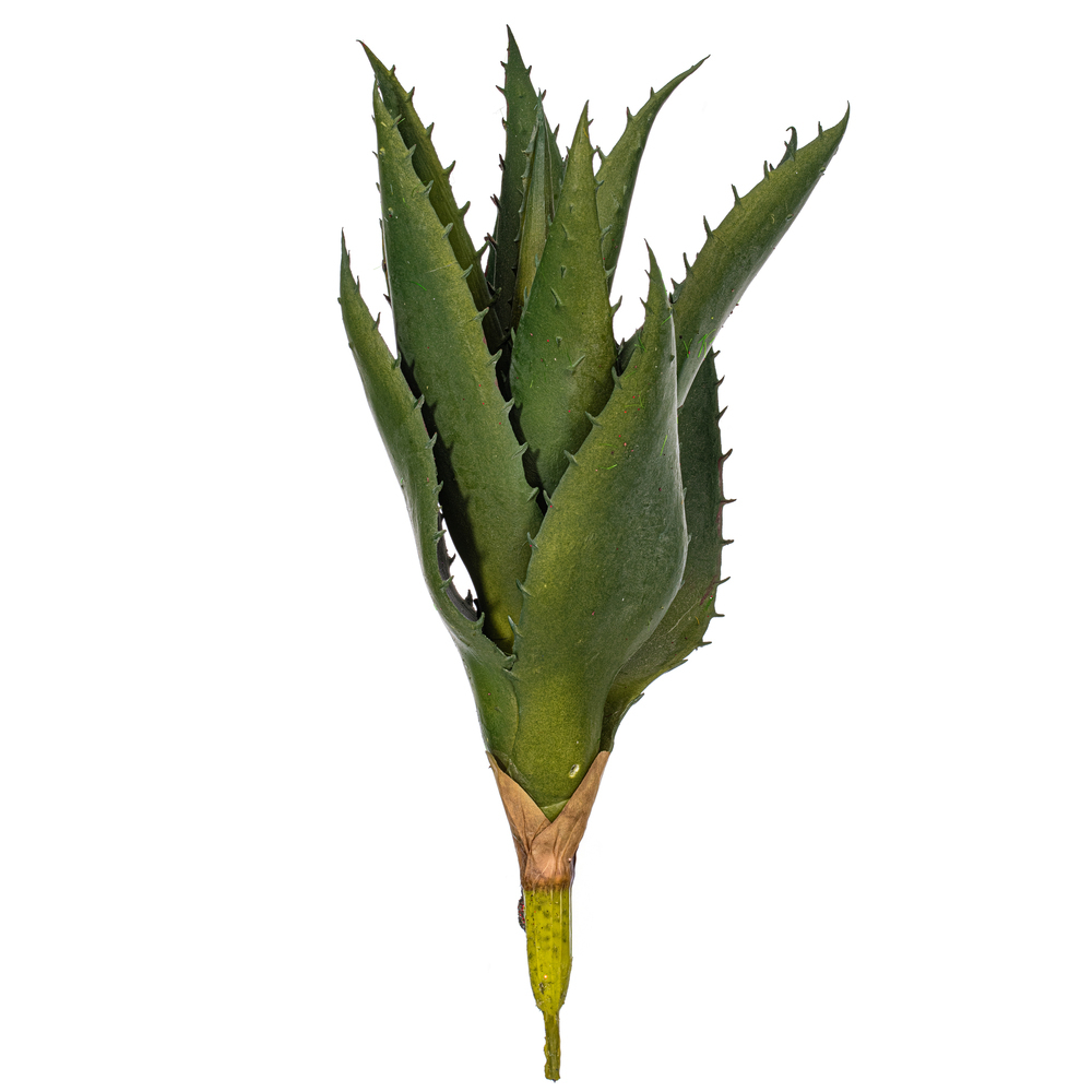 Vickerman Artificial Green Aloe Vera Pick, 2 per Bag.