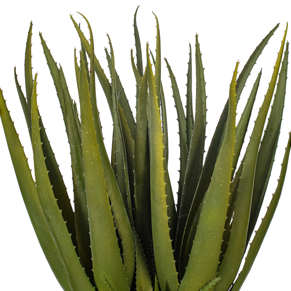 19.5" Green Aloe Plant in Cement Pot