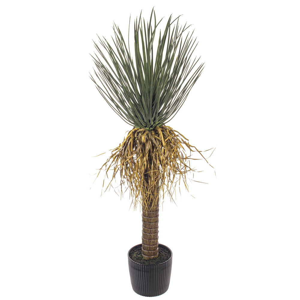 Vickerman Green Nolina Plant in Pot