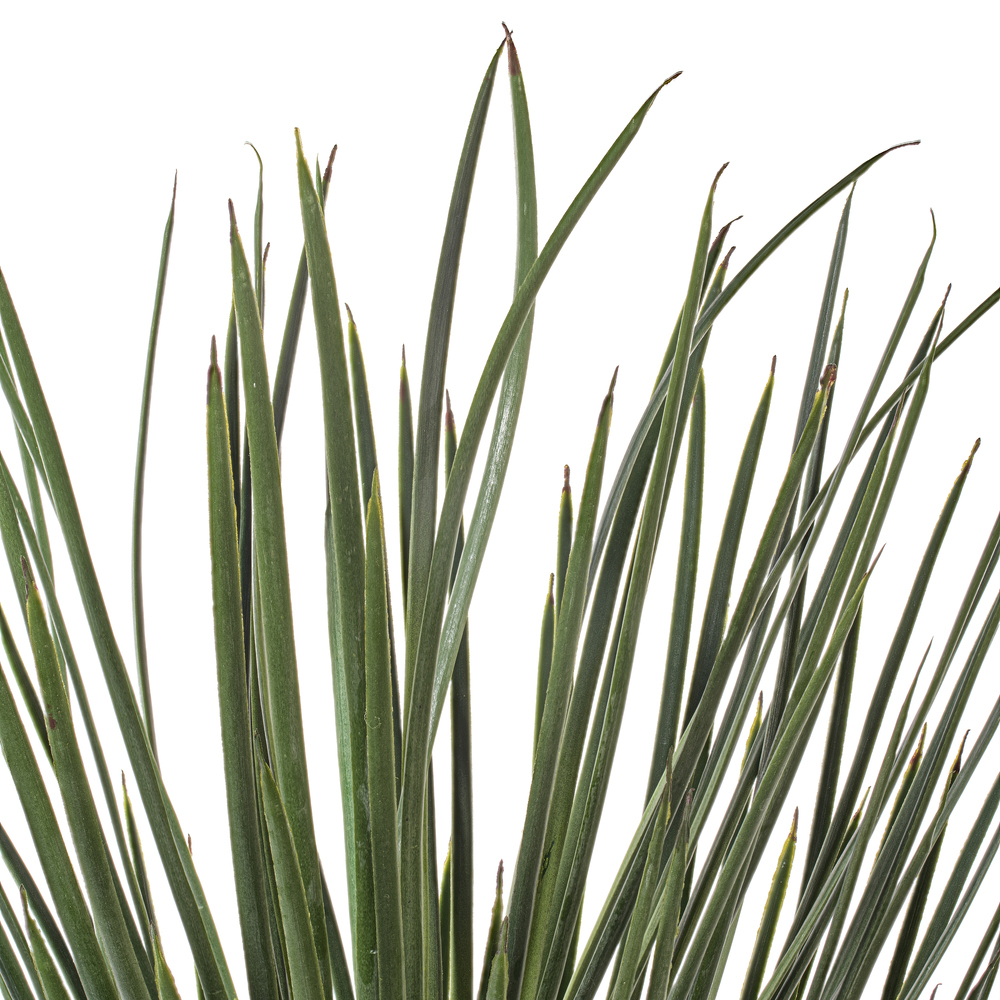 Vickerman Green Nolina Plant in Pot