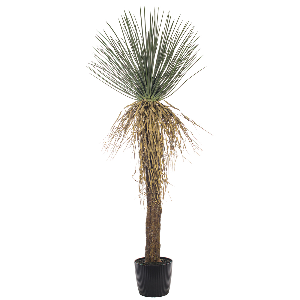 Vickerman Green Nolina Plant in Pot