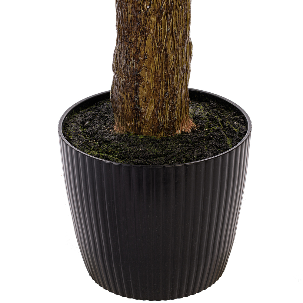 Vickerman Green Nolina Plant in Pot