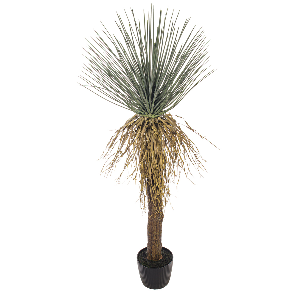 Vickerman Green Nolina Plant in Pot