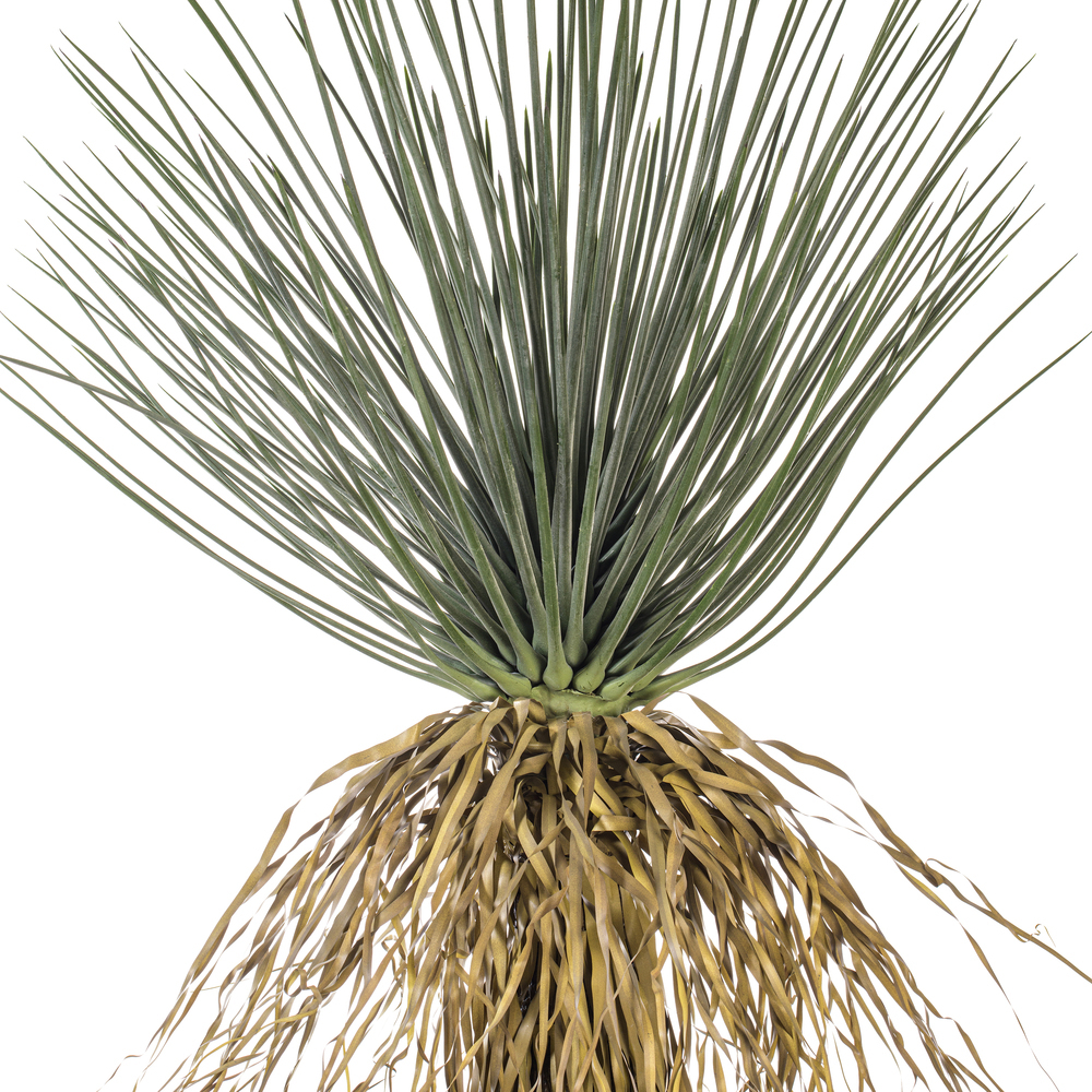 Vickerman Green Nolina Plant in Pot