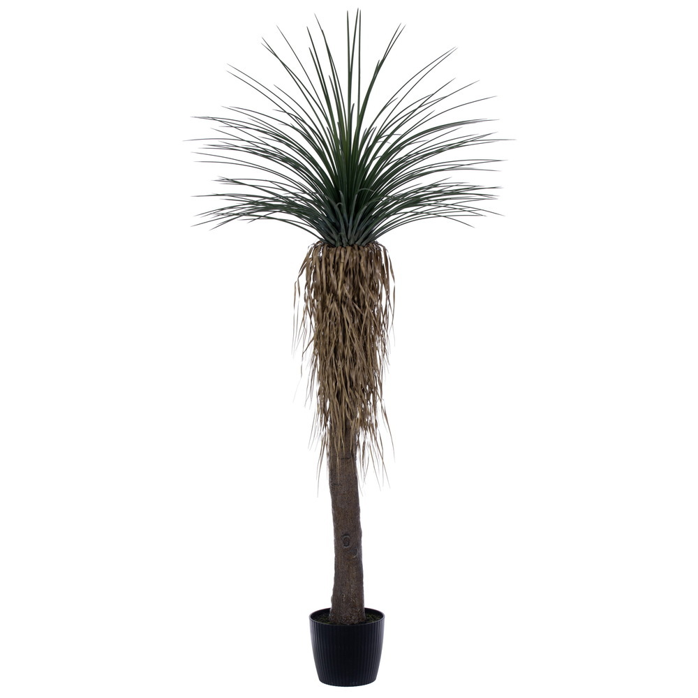 Vickerman Green Nolina Plant in Pot