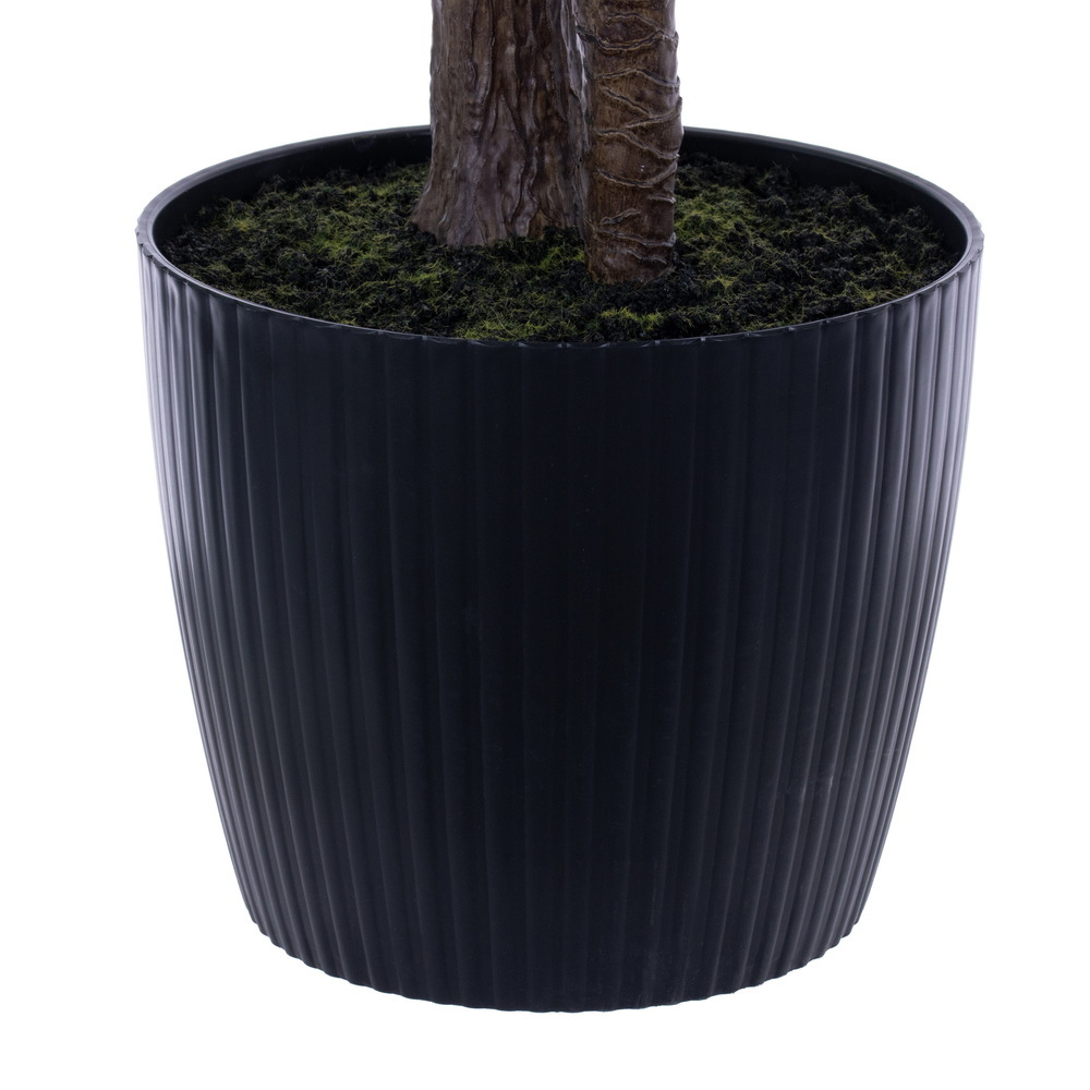 80" Areca Palm in Plastic Pot UV