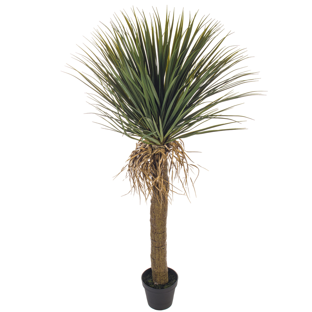 Vickerman Yucca Tree in Plastic Pot