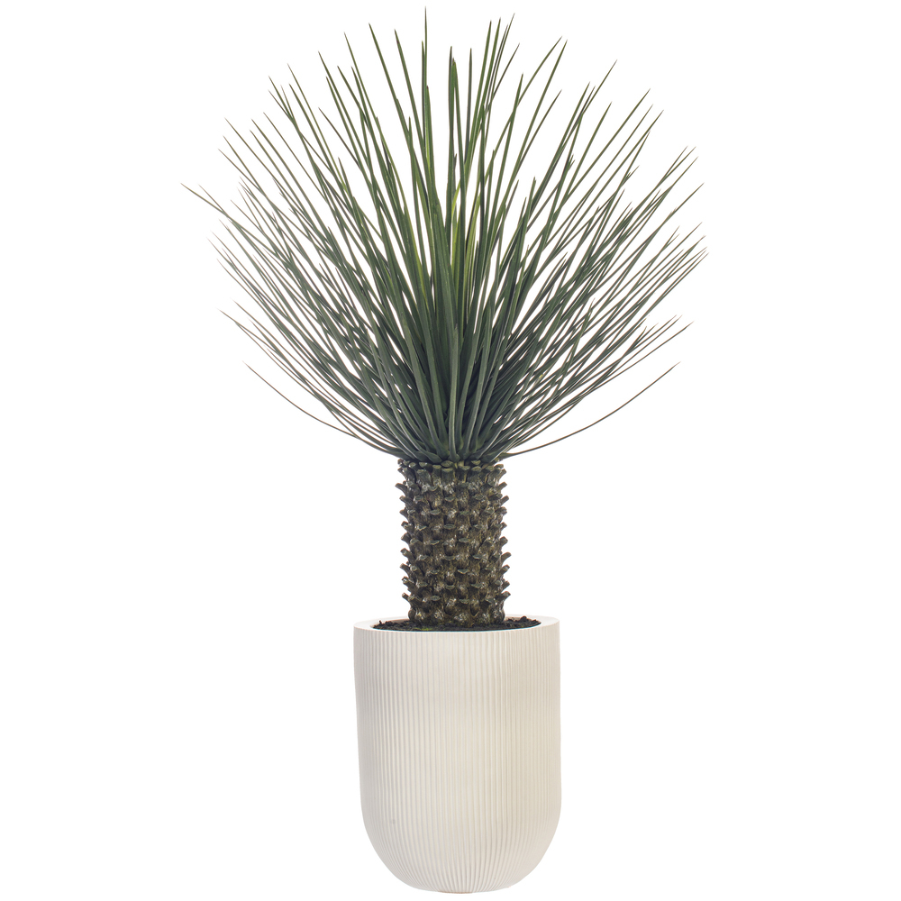 48" Green Nolina Palm Potted UV