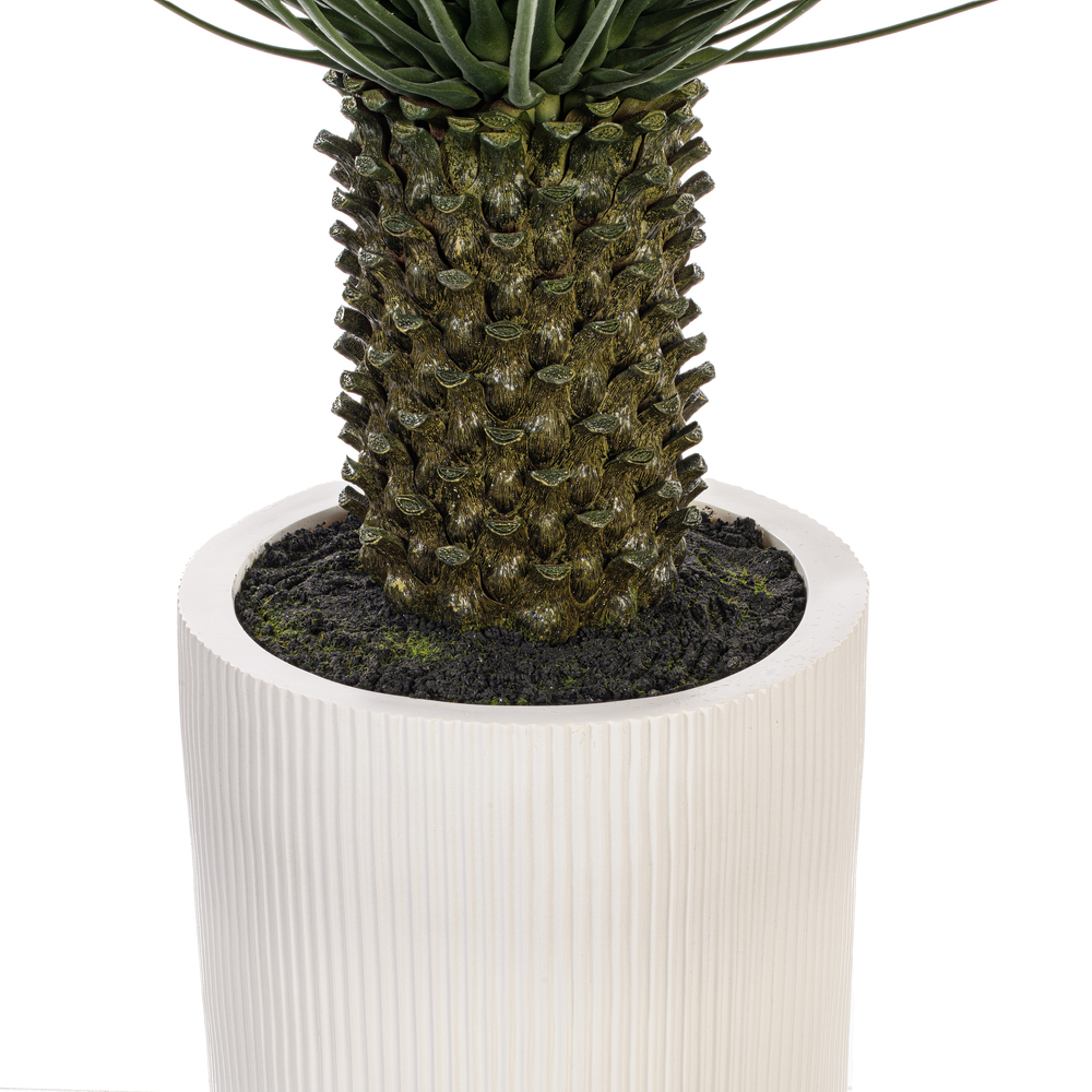 48" Green Nolina Palm Potted UV