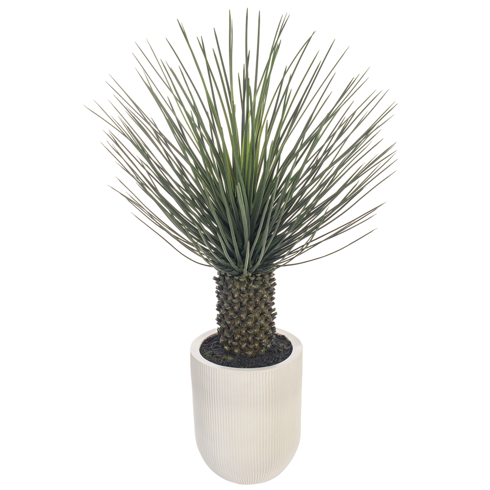 48" Green Nolina Palm Potted UV