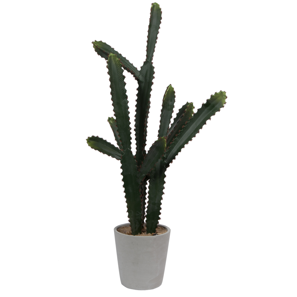 Green Cactus