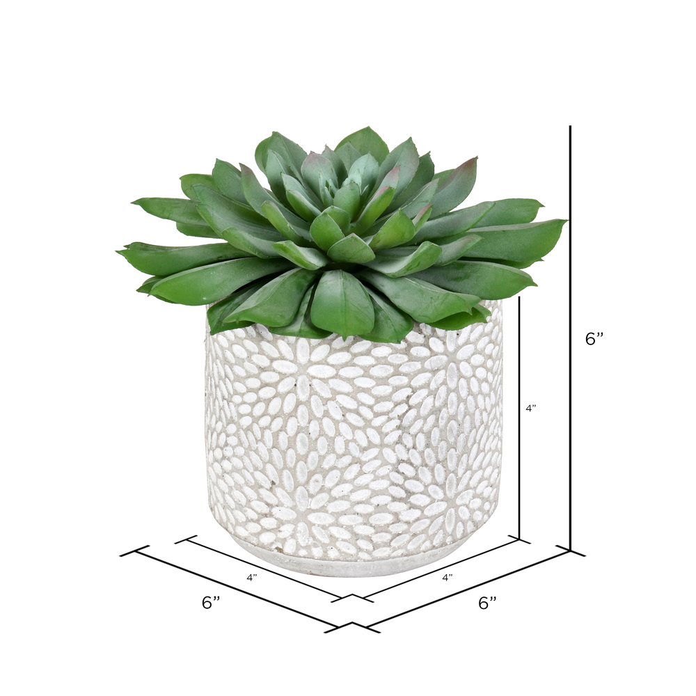 6" Green Potted Succulent 2/Pk