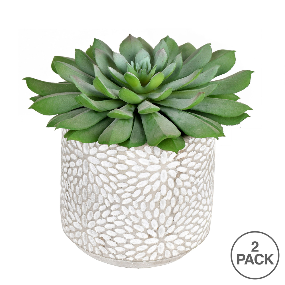 6" Green Potted Succulent 2/Pk
