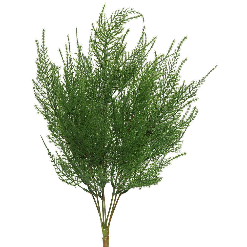 Asparagus