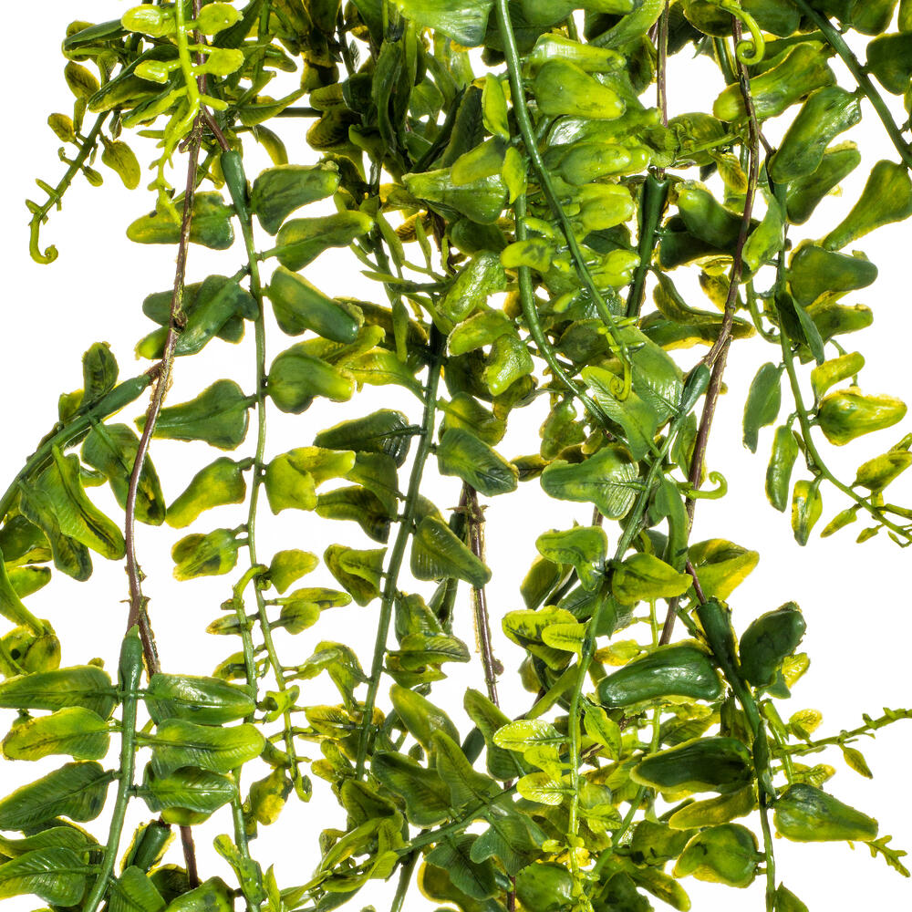 30" Green Buckler Fern Vine