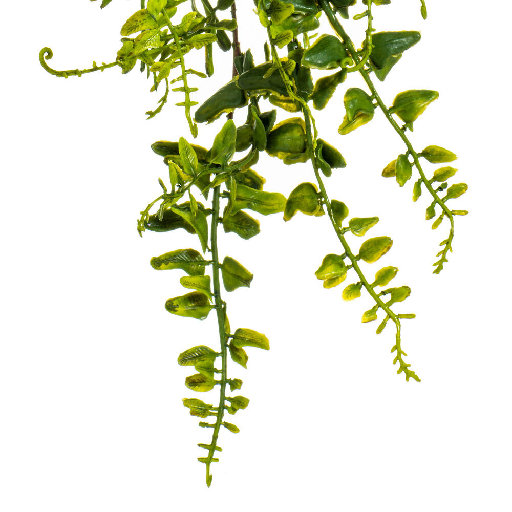 30" Green Buckler Fern Vine