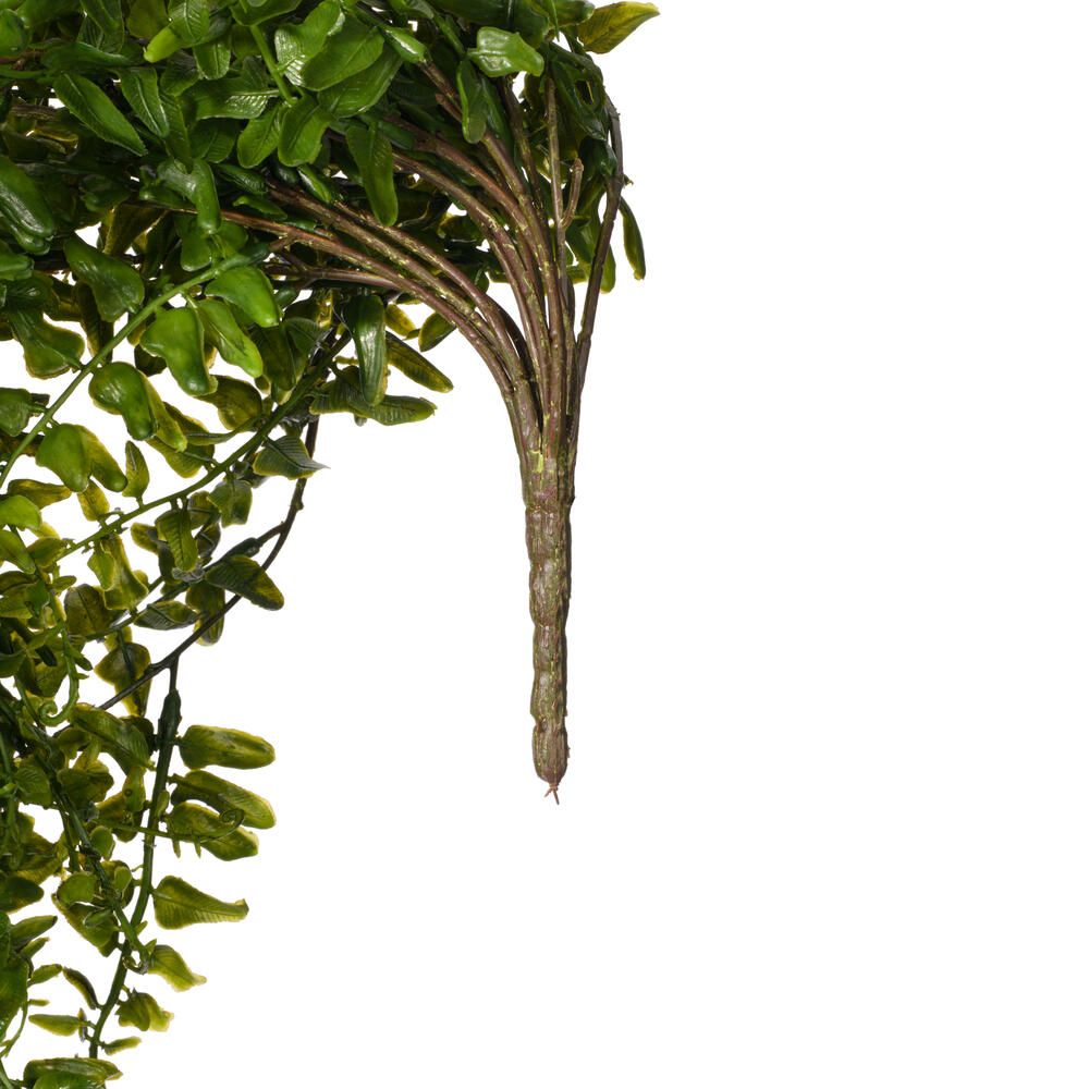 30" Green Buckler Fern Vine