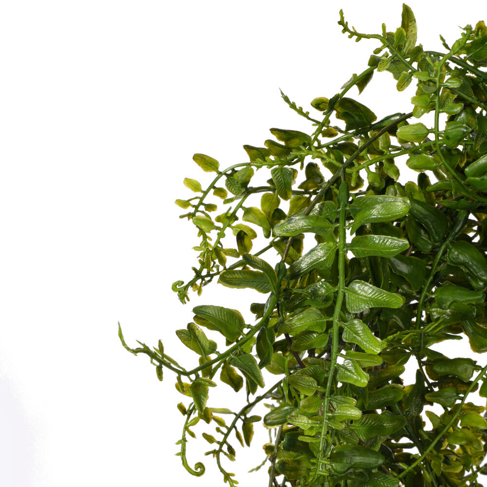 30" Green Buckler Fern Vine