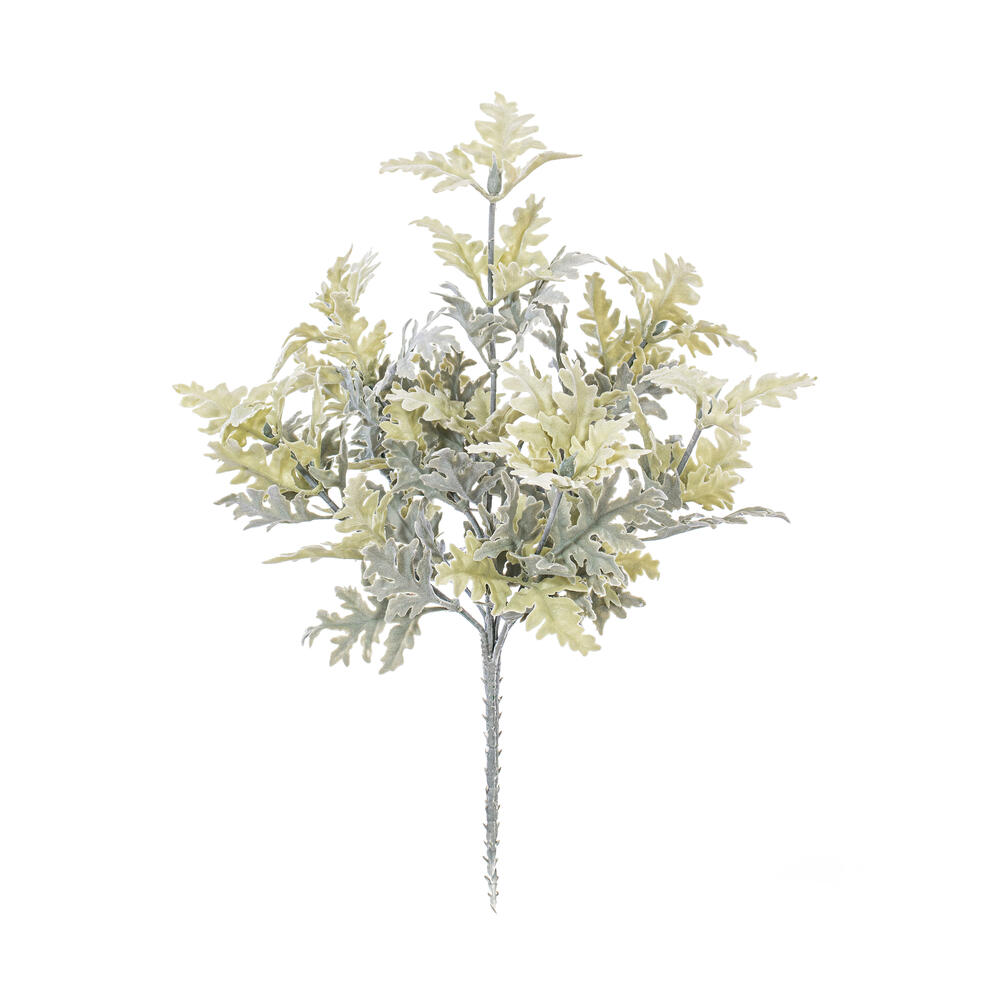 Dusty Miller
