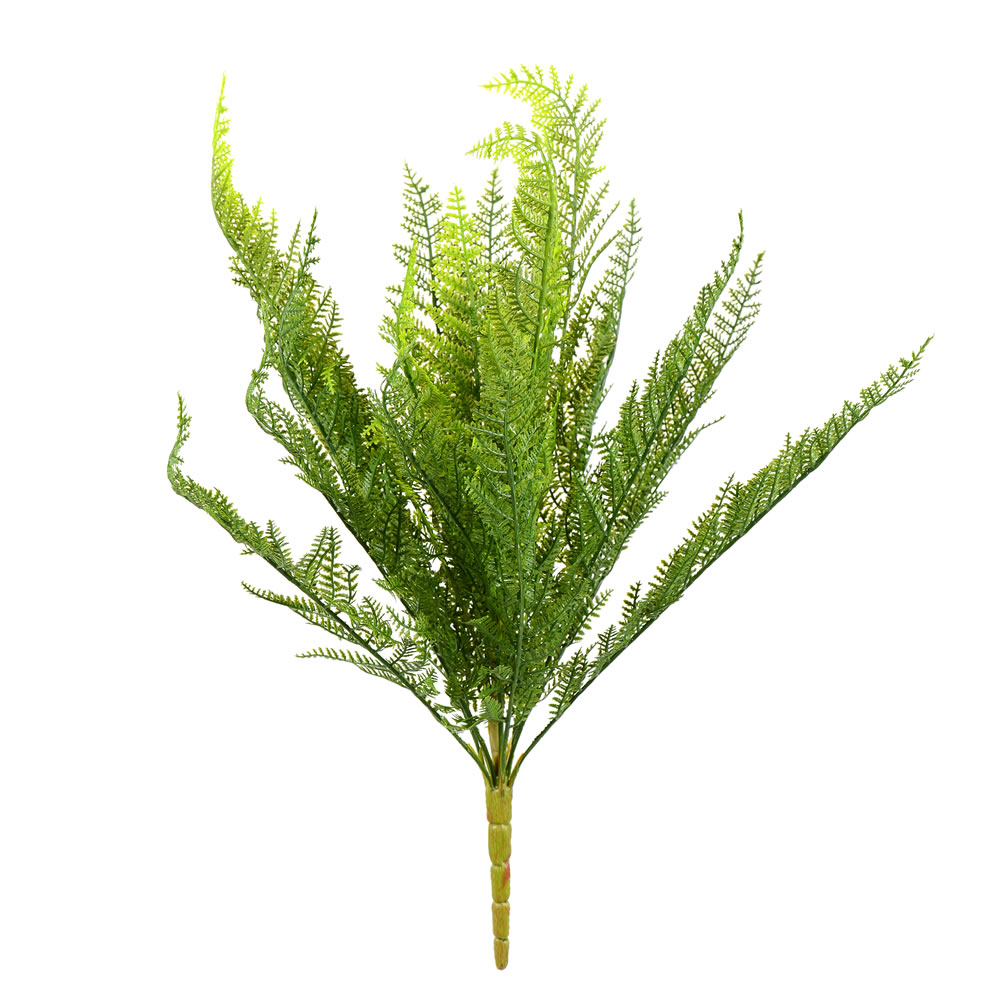 Lace Fern Bushes