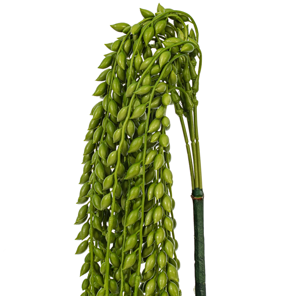 39" Green Senecio Bush W/1132 Bean