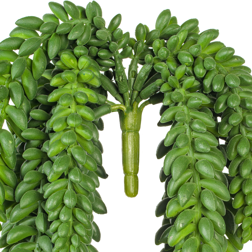 13" Donkey Tail Bush X 14 W/1311 Bean