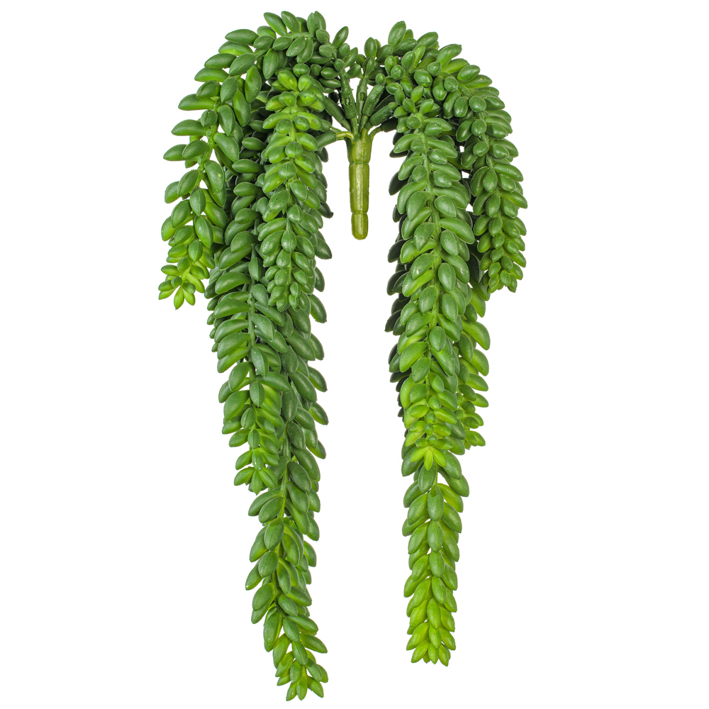 13" Donkey Tail Bush X 14 W/1311 Bean