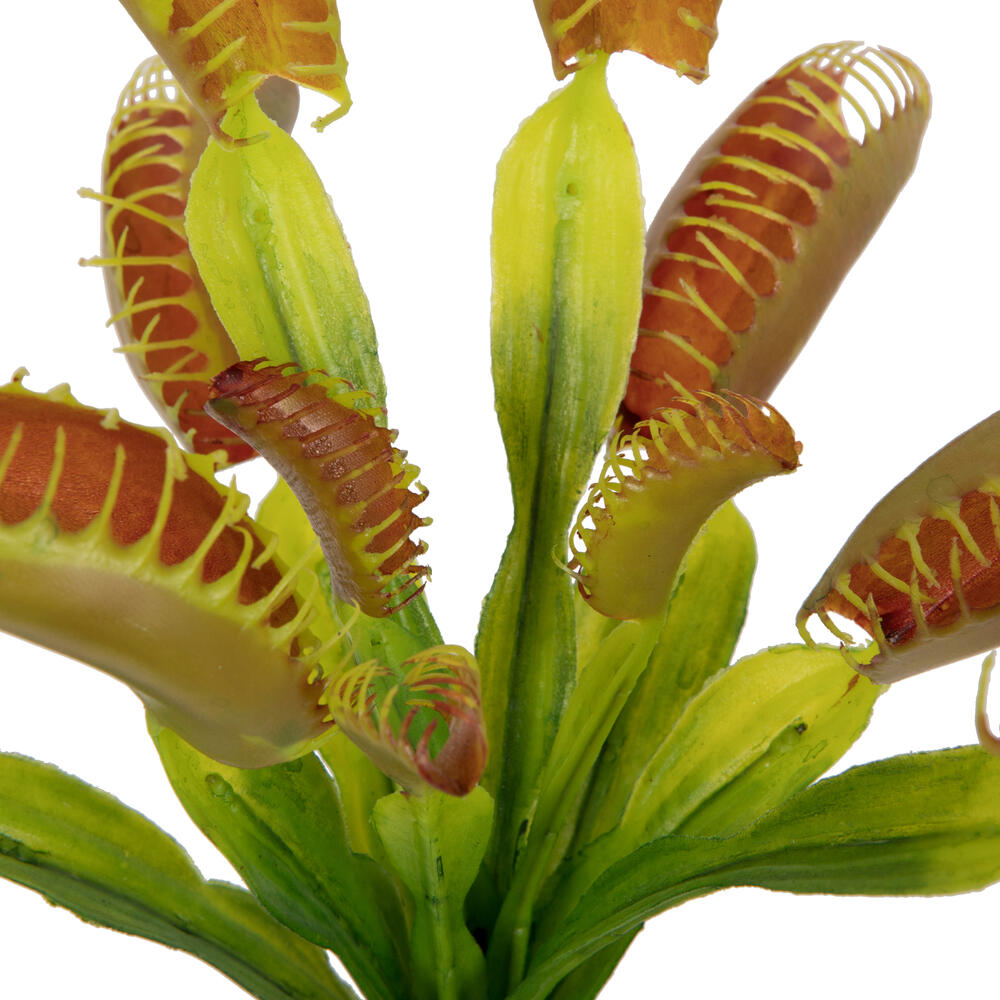 12" Green Venus Flytrap Plant 3/pk