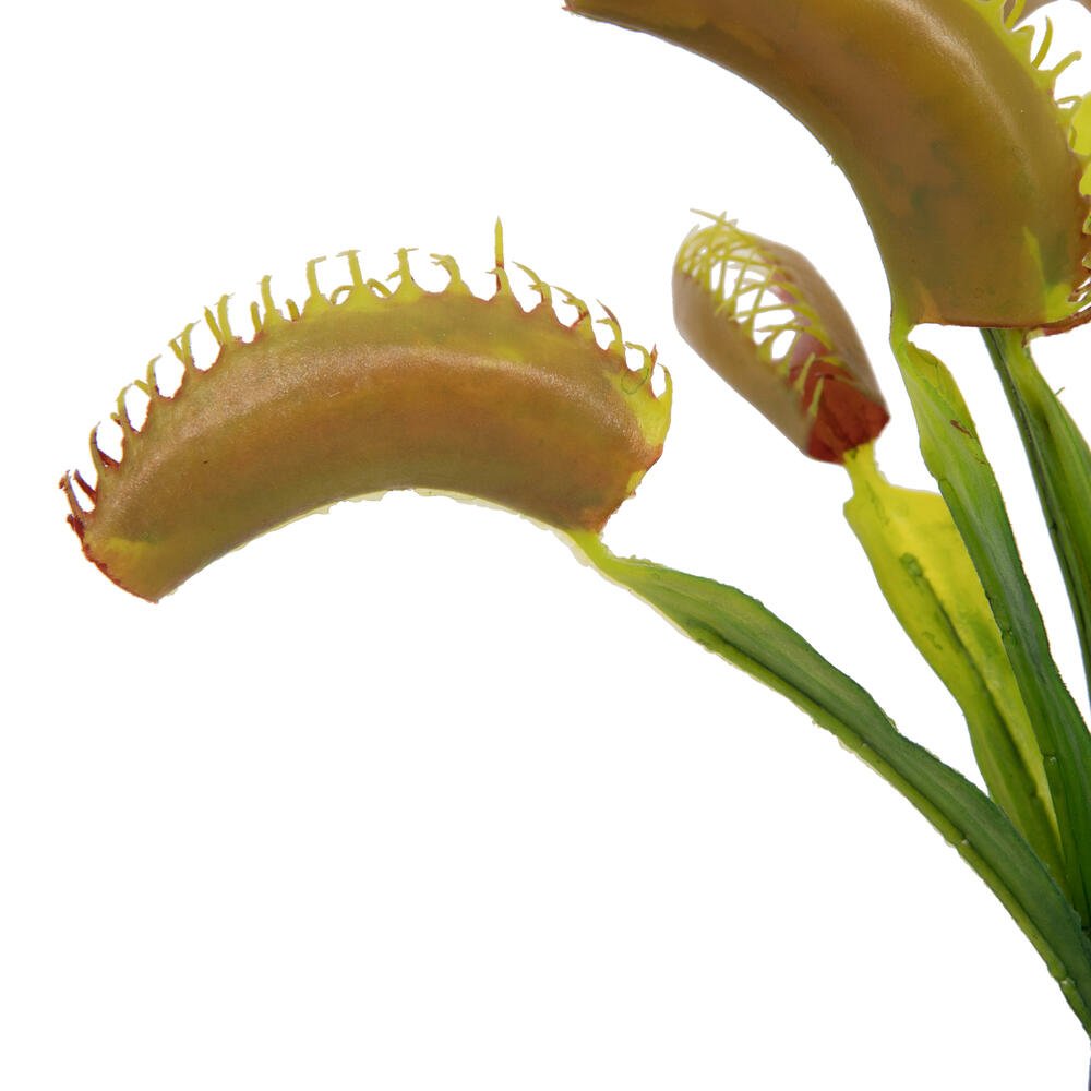 12" Green Venus Flytrap Plant 3/pk