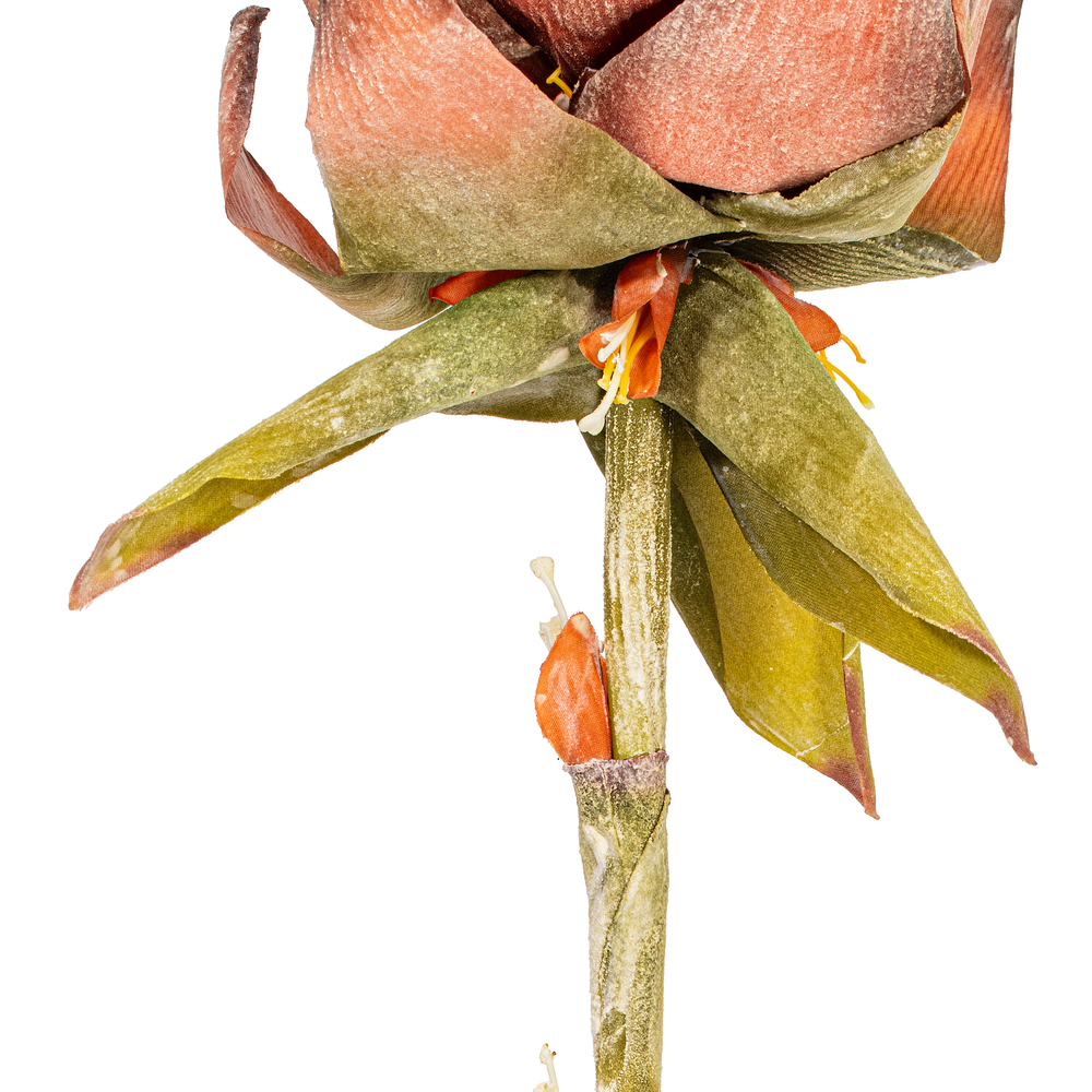 Vickerman Dried Protea Stem, 2 per Bag
