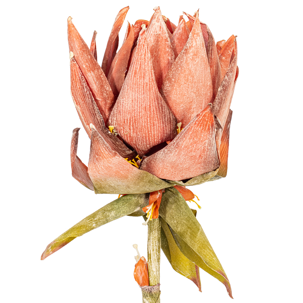 Vickerman Dried Protea Stem, 2 per Bag