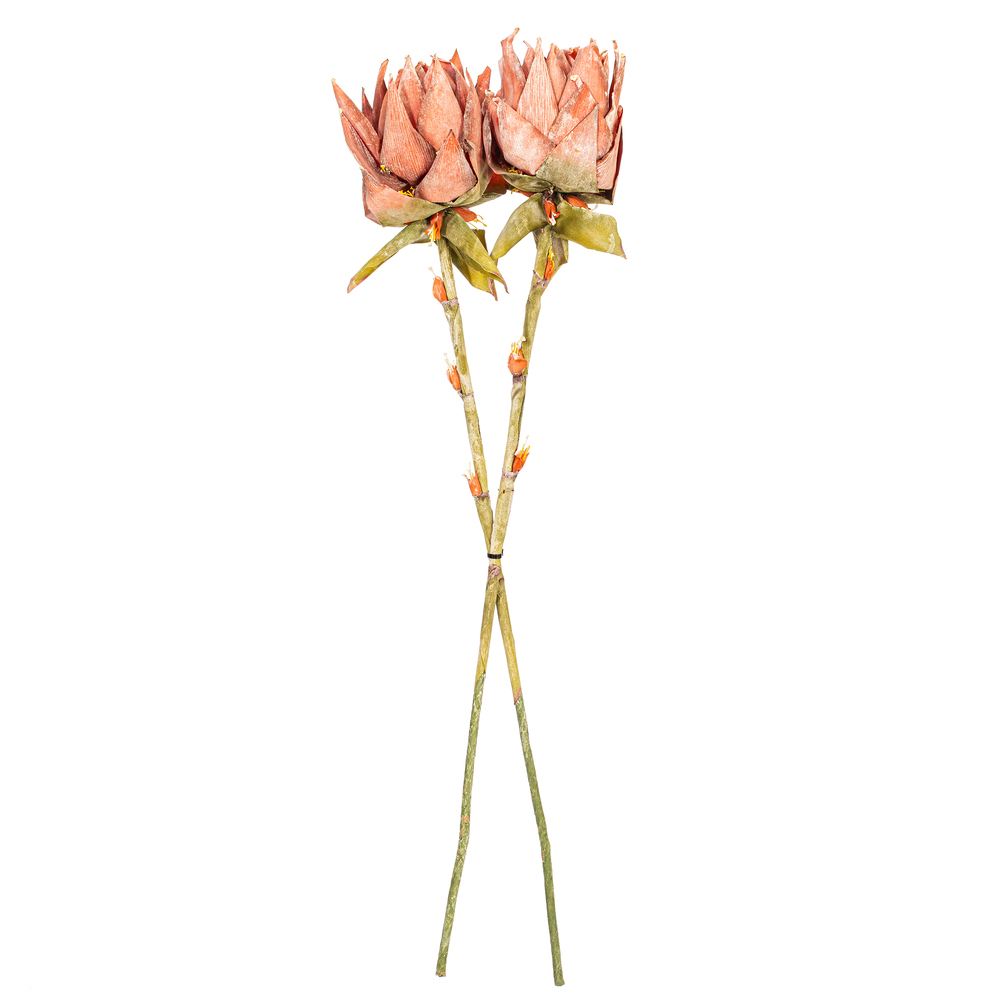 Vickerman Dried Protea Stem, 2 per Bag