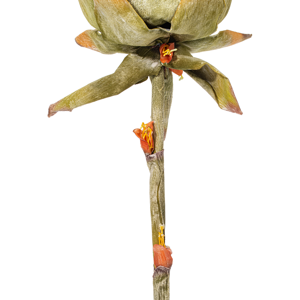 Vickerman Dried Protea Stem, 2 per Bag
