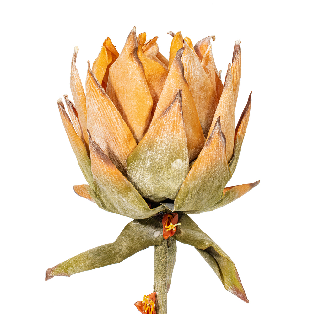 Vickerman Dried Protea Stem, 2 per Bag